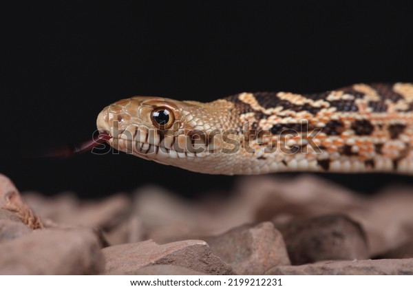 A portrait of a Bullsnake on a rock\
using its forked tongue to sense its\
surroundings\
