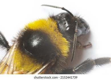 Portrait of a bumblebee (possibly Buff-tailed bumblebee, Bombus terrestris) on a white background. Ultra Macro