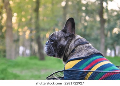 Portrait of bundle French bulldog with sunset light in a park ,closeup with copy space. Dog outdoor .