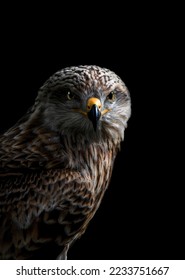Portrait of a buzzard, black background, looking at camera, close-up, copy space, vertical - Shutterstock ID 2233751667