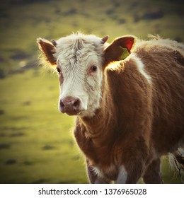 Portrait Of A Calf, Curious Brown Veal Looking At The Camera