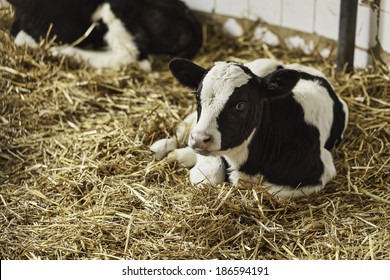Portrait of calf lies in straw on farm. Newborn animal
