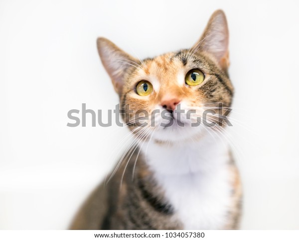 Portrait Calico Domestic Shorthair Cat Stock Photo Edit Now