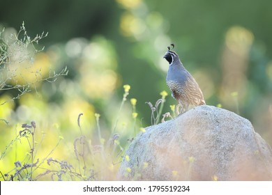 A portrait of a California quail hidden in the bushes of its habitat. 