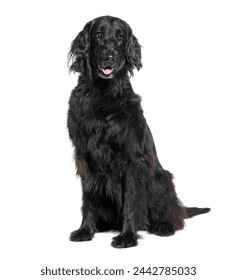 Portrait of a calm black dog sitting isolated on a black background