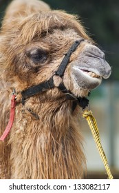 portrait of camel