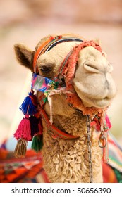 Portrait Of Camel In Petra (Al Khazneh), Jordan