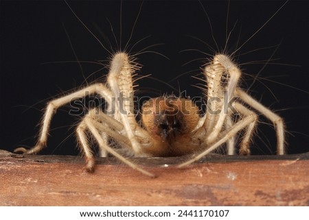 Portrait of a Camel Spider against a black background
