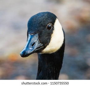 Portrait Canada Goose