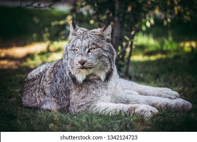 Portrait Of Canada Lynx