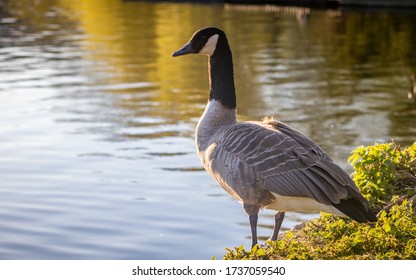 portrait of a canadian goose branta goose selective focus blur