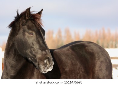 A portrait of a canadian horse