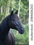 Portrait of Canadian horse head shot of purebred Canadian breed of horse black horse ears forward no tack vertical equine image with room for masthead on top for type spring summer background  