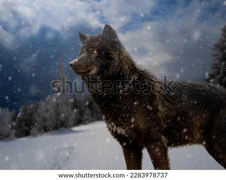 Portrait of a canadian wolf in snowy weather.
