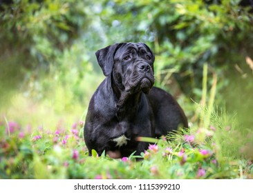 Portrait of a cane corso dog outdoors.
