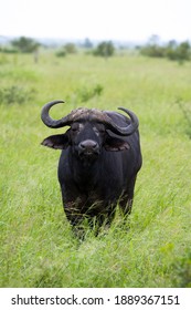 portrait of a cape buffalo