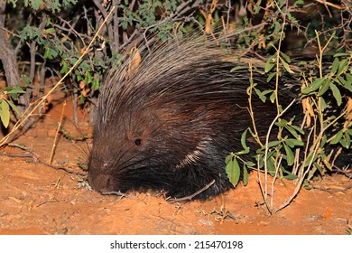 Portrait Of A Cape Porcupine (Hystrix Africaeaustralis), South Africa