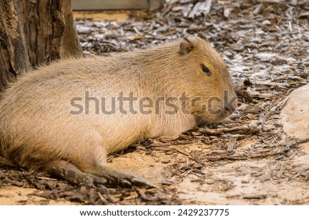 Portrait of a capivara lying on the ground in a zoo, cloudy day in winter