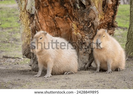 Portrait of a capivara sitting in a zoo, cloudy day in winter