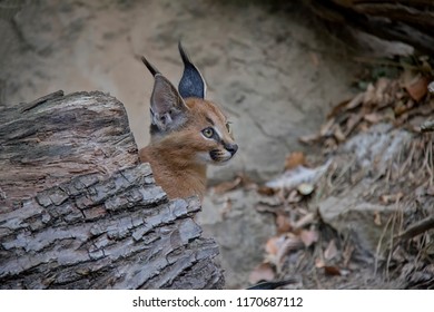 Portrait Of Caracal Baby.