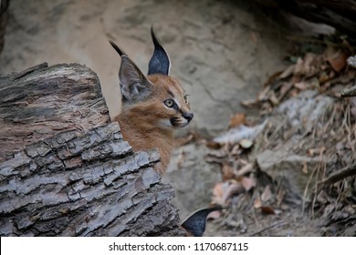 Portrait Of Caracal Baby.