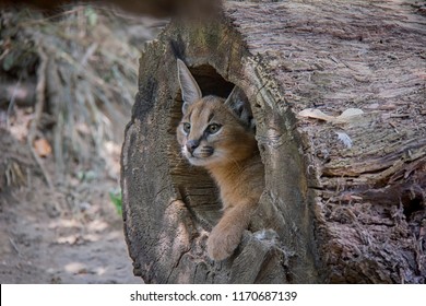 Portrait Of Caracal Baby.