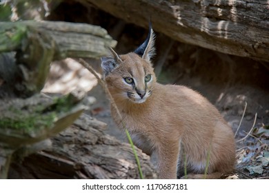 Portrait Of Caracal Baby.