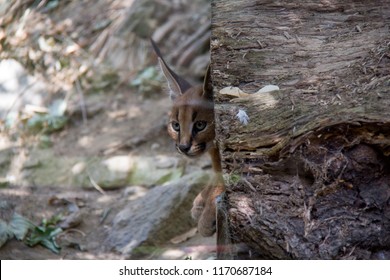 Portrait Of Caracal Baby.