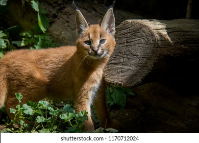 Portrait Of Caracal Baby.