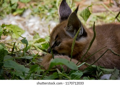 Portrait Of Caracal Baby.