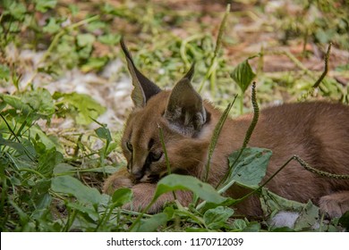 Portrait Of Caracal Baby.