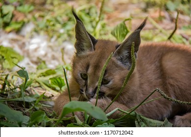 Portrait Of Caracal Baby.