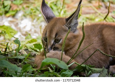 Portrait Of Caracal Baby.