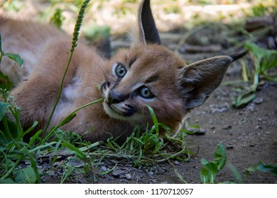 Portrait Of Caracal Baby.