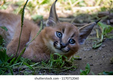 Portrait Of Caracal Baby.