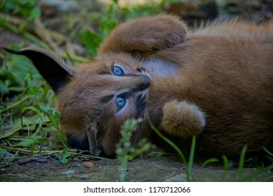 Portrait Of Caracal Baby.