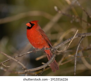 Portrait of a cardinal perched on a branch of a deciduous tree.