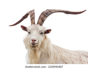 Portrait Of  A Cashmere Billy-goat Against White Background