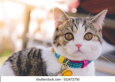 Portrait cat. 