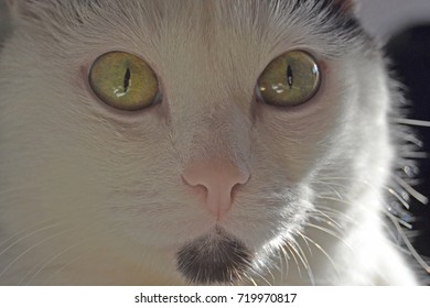 Portrait of the cat.
