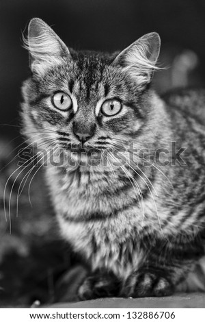 Portrait of cat.