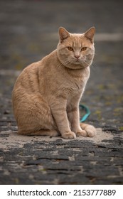 Portrait Of A Cat. Amber Eyes. Purebred Domestic Cat. Pet On A Walk. Cream Wool. Gentle Animal. The Cat Looks At The Camera. Red Cat.