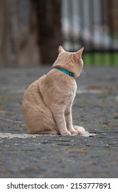 Portrait Of A Cat. Amber Eyes. Purebred Domestic Cat. Pet On A Walk. Cream Wool. Gentle Animal. The Cat Looks At The Camera. Red Cat.