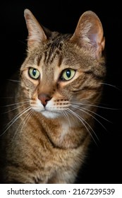 Portrait Of A Cat Of Bengali Breed. Felis Catus Prionailurus Bengalensis.