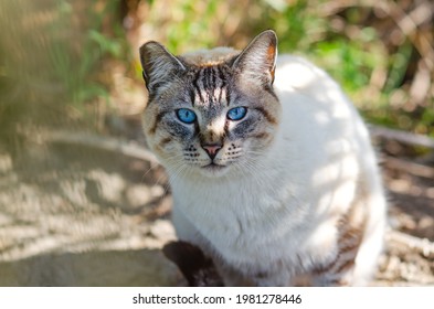 Portrait of a cat with blue eyes (Ojos azules). Wildlife photography.	