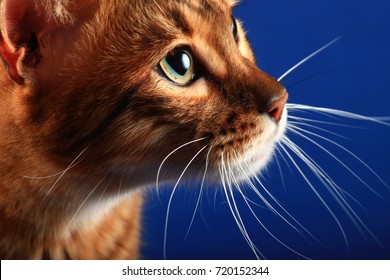 Blue Toyger Images Stock Photos Vectors Shutterstock