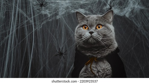 Portrait Of A Cat In A Cape On A Dark Gray Background Closeup. Halloween Cat In A Vampire Costume. Banner. Copy Space.