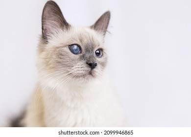 Portrait of a cat with a cloudy eye on a gray background. Close-up.