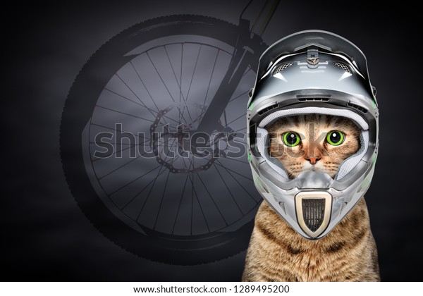 cat cycling helmet