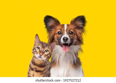 portrait of a cat and dog in front of bright yellow background